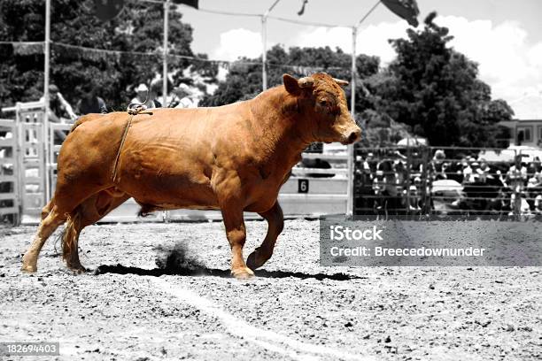 Raging Bull V2 Stockfoto und mehr Bilder von Angreifen - Angreifen, Bulle - Männliches Tier, Charge-Foul