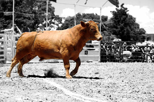 Raging Bull v2 "A powerful bull kicks up dirt in the arena.*Note: B&W, with bull in color." feirce stock pictures, royalty-free photos & images