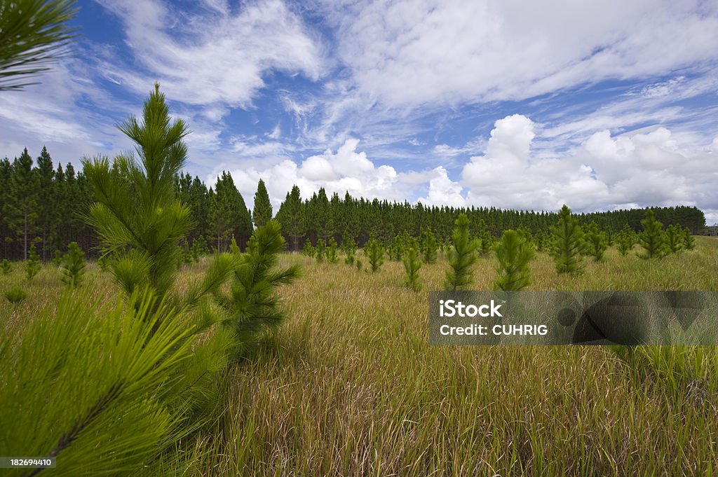 Pine Tree Plantation Pine Tree Plantation in Queensland Australia with clouds and blue sky Agriculture Stock Photo