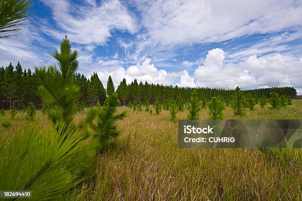 Pine Tree Plantation Stock Photo - Download Image Now - Agriculture, Australia, Forest