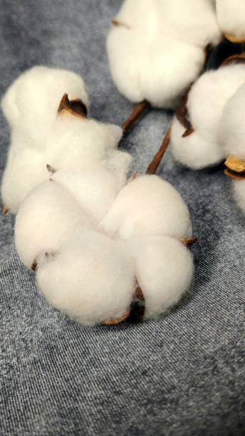 istock Cotton flower close-up with details 1826945949