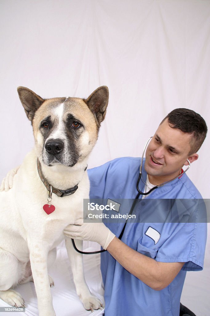 Deinen Puls überprüfen - Lizenzfrei Akita-Inu Stock-Foto