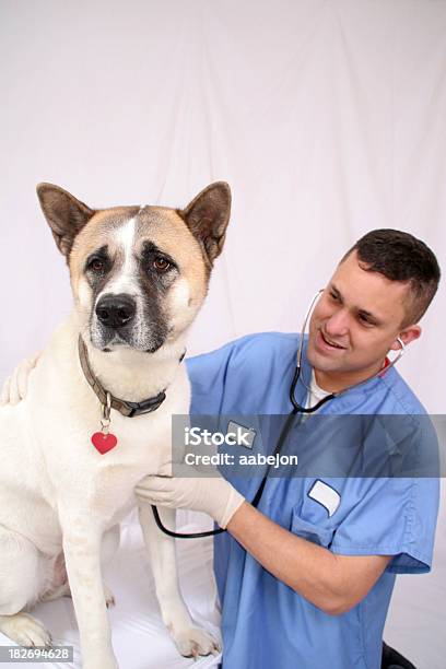 Deinen Puls Überprüfen Stockfoto und mehr Bilder von Akita-Inu - Akita-Inu, Arbeiten, Auszubildender