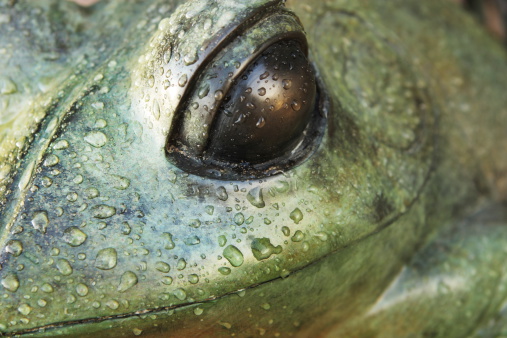 Frog eye with water droplets, interesting yard decoration.