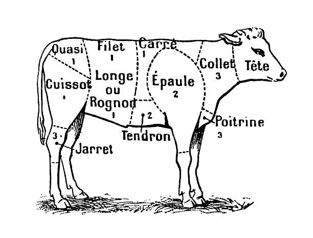 Cuts of Veal (Isolated on White) "Antique XIX century engraving showing different cuts of veal. Published in Specimens des divers caracteres et vignettes typographiques de la fonderie by Laurent de Berny (Paris, 1878).CLICK ON THE LINKS BELOW FOR HUNDREDS MORE SIMILAR IMAGES:" chuck drill part stock illustrations