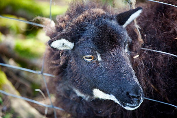 istock sheep with head stuck in fence 182695025