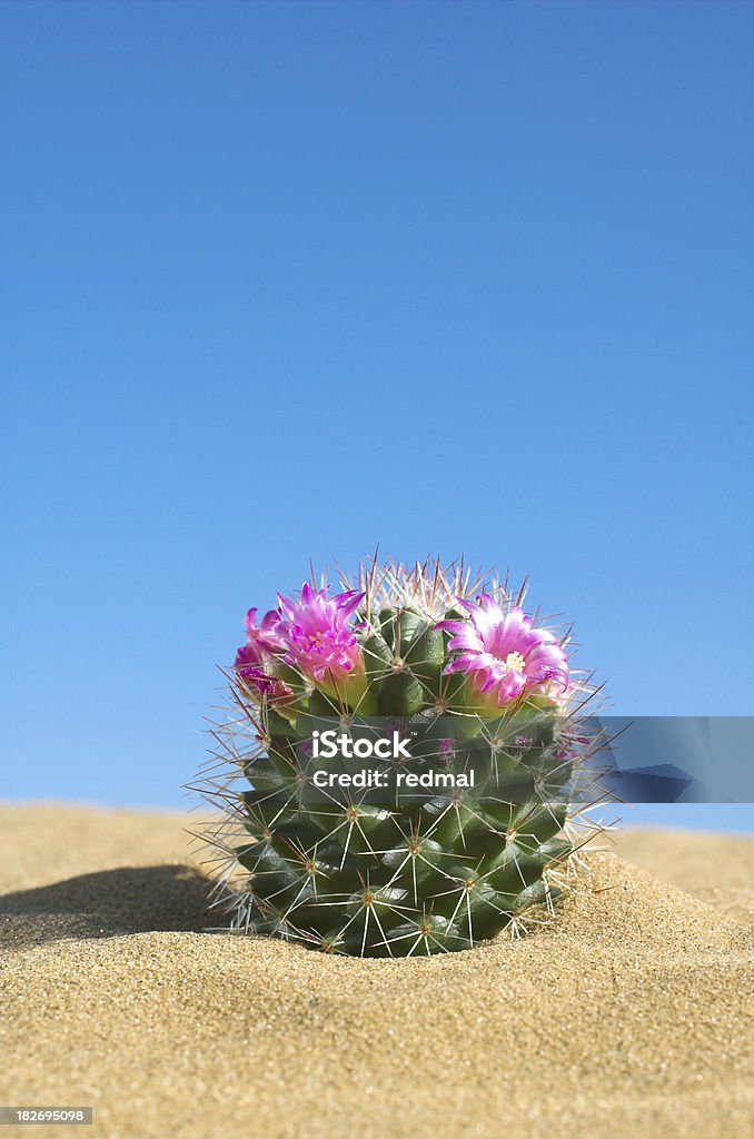 Kaktus i piasku - Zbiór zdjęć royalty-free (Kaktus)