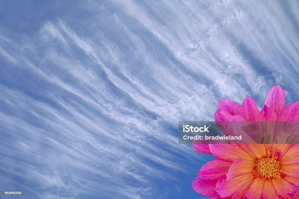 Fiore cielo - Foto stock royalty-free di Arancione