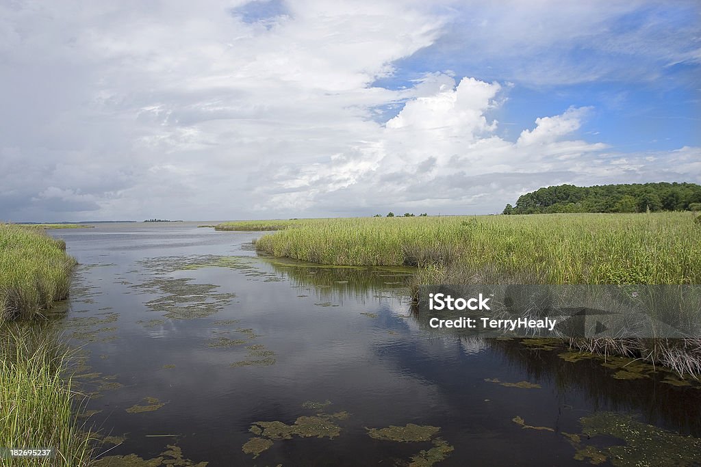 Tidal Salt Marsh "Wetlands area adjacent to sound. Outer Banks, North Carolina." Marsh Stock Photo