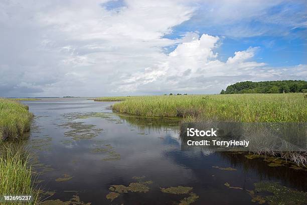 Tidal Salt Marsh Stock Photo - Download Image Now - Marsh, North Carolina - US State, Outer Banks - North Carolina