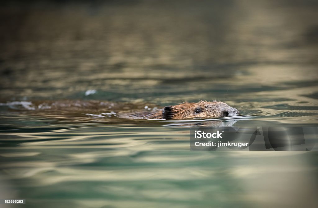 Beaver natación, buen enfoque en el ojo y la nariz. - Foto de stock de Castor libre de derechos
