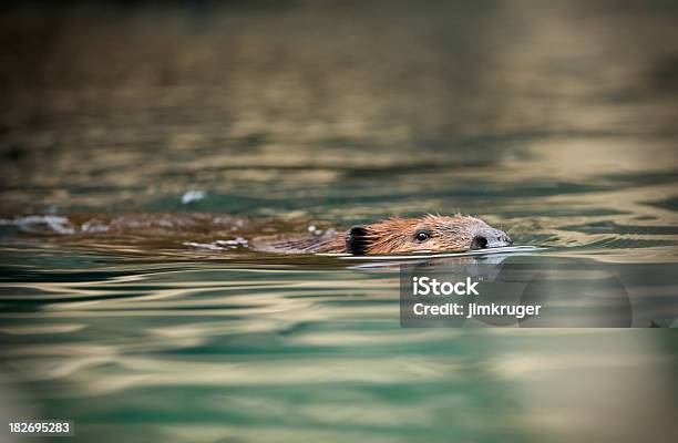 Foto de Beaver Natação Boa Foco Nos Olhos E Nariz e mais fotos de stock de Castor - Castor, Água, Animal