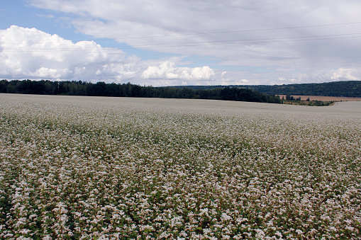 Field of blooming buckwheat on a background of blue sky