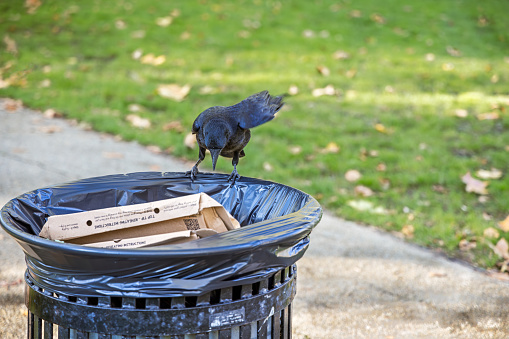 Russel Square, London, England - October 25th 2023: Carrion crow, Corvus corone, looking for food in a garbage bin and trying to unpack food debries