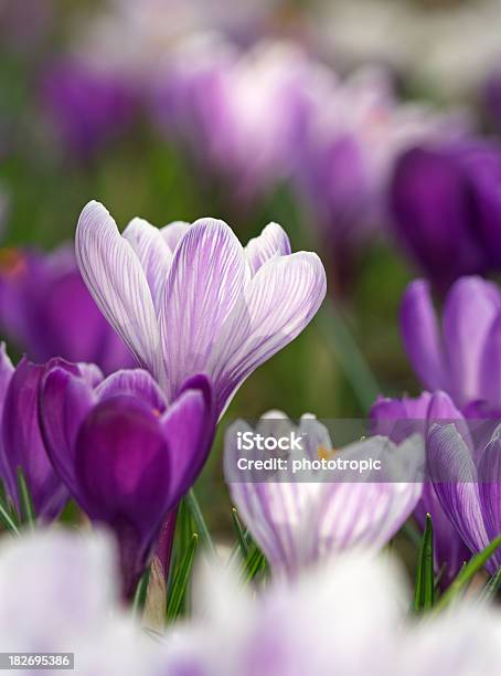 Azafrán De La Composición Foto de stock y más banco de imágenes de Azafrán - Familia del Iris - Azafrán - Familia del Iris, Abstracto, Aire libre