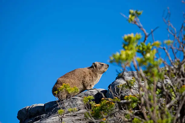 Dassie sunbathing on a rock on top of the Tablemountain in Cape-Town.