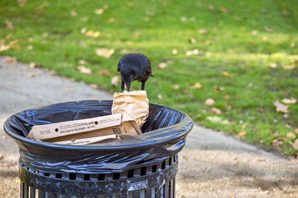 Russel Square, London, England - October 25th 2023: Carrion crow, Corvus corone, looking for food in a garbage bin and trying to unpack food debries