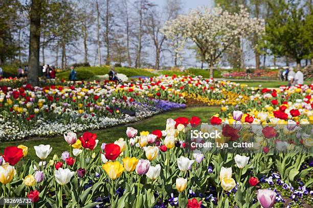 Jardim De Flores 72 Xxxl - Fotografias de stock e mais imagens de Jardim de Keukenhof - Jardim de Keukenhof, Ajardinado, Amarelo