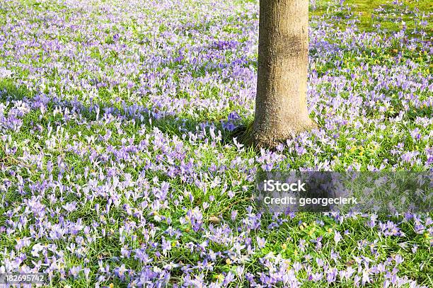Crocus Spring Blanket Stock Photo - Download Image Now - Abundance, Beauty In Nature, Blossom