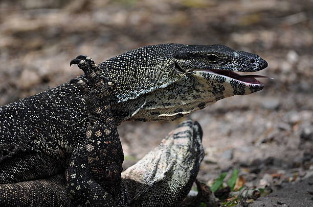istock Wrestling/Fighting Goanna Lizards 182696184