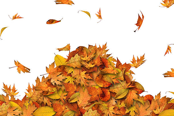 destaque de folhas - vibrant color leaf bright drop - fotografias e filmes do acervo