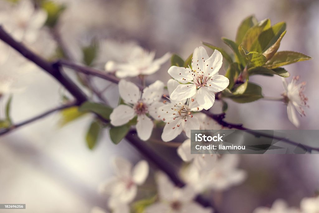 cherry blossoms cherry blossomsother files: Blossom Stock Photo