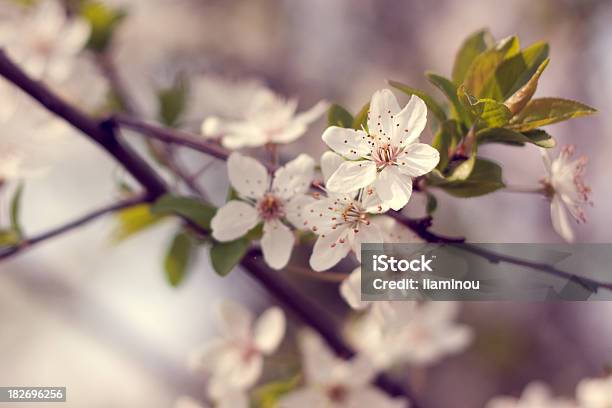 Cherry Blossoms Stock Photo - Download Image Now - Blossom, Blue, Cherry Blossom