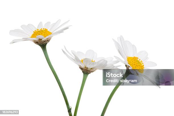흰색 배경의 국화와 0명에 대한 스톡 사진 및 기타 이미지 - 0명, 꽃-꽃의 구조, 꽃-식물