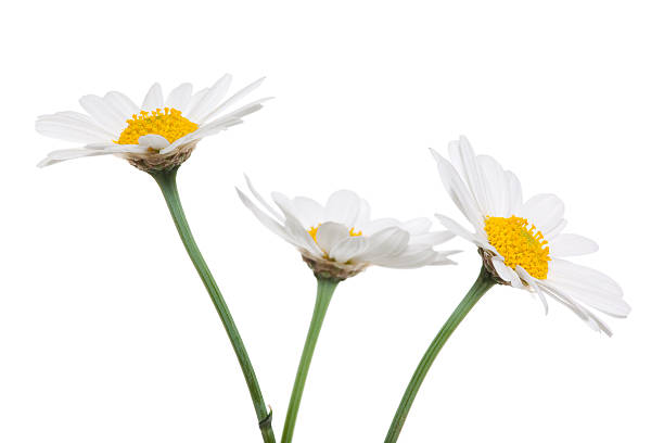 daisies на белом фоне - german chamomile wildflower white yellow стоковые фото и изображения