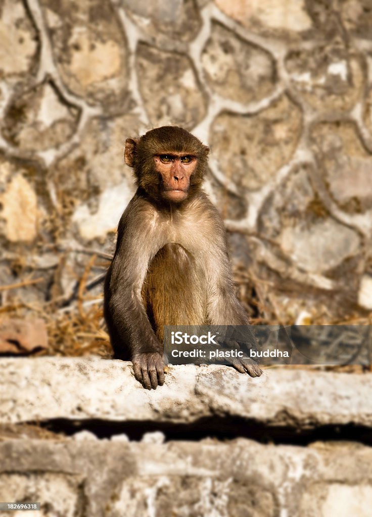 Macaco no nepal - Foto de stock de Animal royalty-free