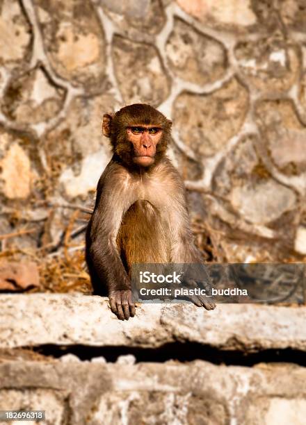 Foto de Macaco No Nepal e mais fotos de stock de Animal - Animal, Animal selvagem, Capitais internacionais