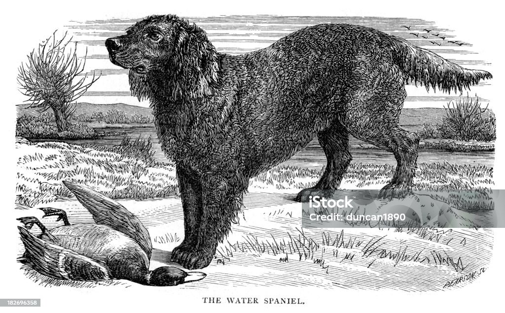 Dogs - Water Spaniel Vintage engraving of a Water Spaniel Dog. Engraved Image stock illustration