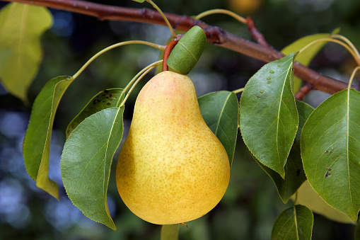 Yellow pear hanging on a tree amidst leaves. Outdoor shot.