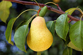 Closeup of pear hanging on a branch with leaves