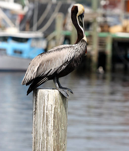 istock Pelican On Post Near Docked Boats 182696430
