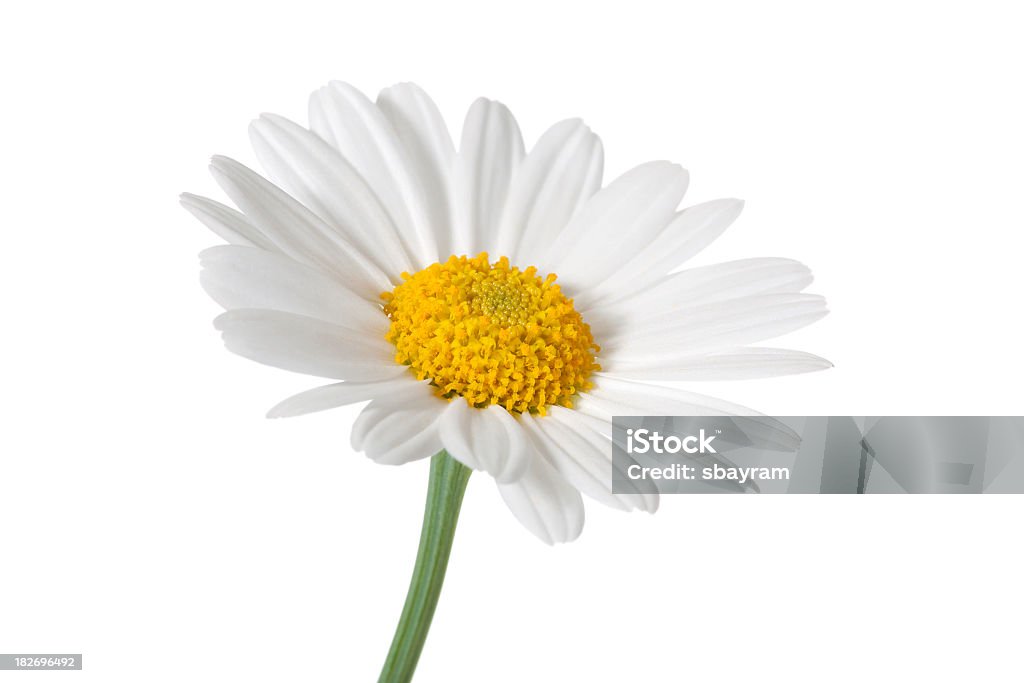 Daisy aislado - Foto de stock de Blanco - Color libre de derechos