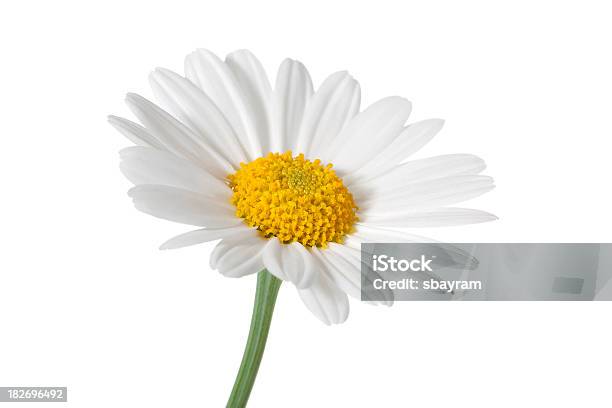 Daisy Isolado - Fotografias de stock e mais imagens de Branco - Branco, Camomila romana, Margarida