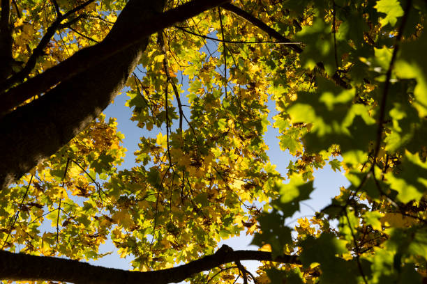 istock Yellowing maple foliage in the autumn season 1826965689