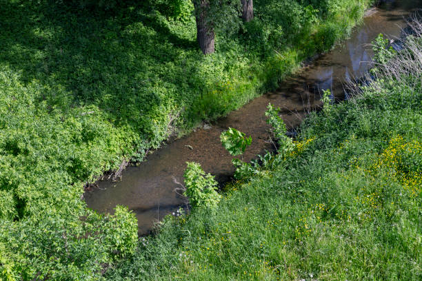 istock grass and trees growing on the birch of a small river in summer 1826965713