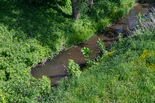 a narrow stream in summer, grass and trees growing on the birch of a small river in summer