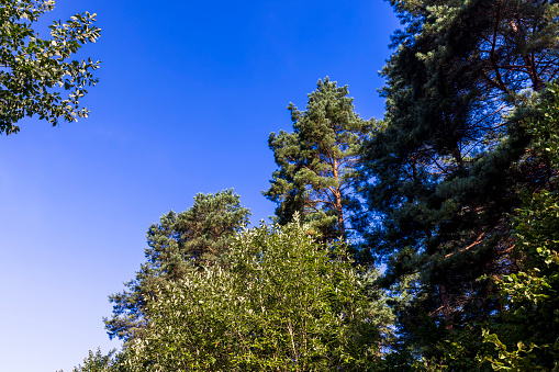 Tall pine tree in summer, green needles on coniferous tree in summer