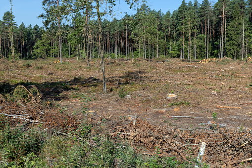 Deforestation for timber harvesting, timber harvesting in the forest and cutting down part of the trees