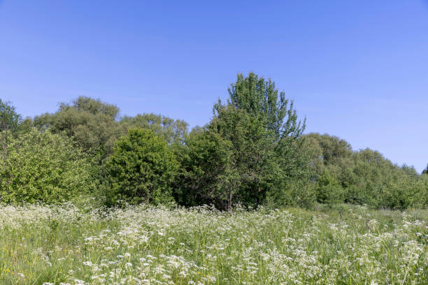 istock green foliage on trees in the spring season 1826966855