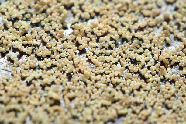 Pollen super macro stock photo