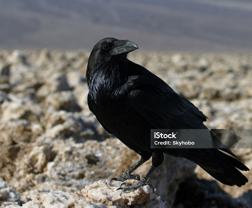 Muerte Valley Raven - Foto de stock de Animal libre de derechos