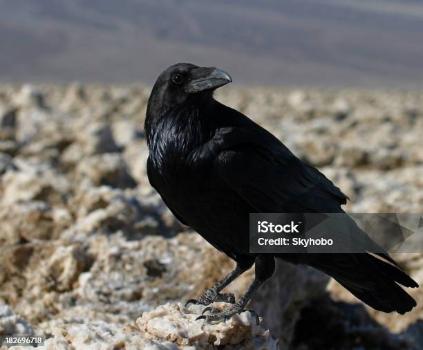 Muerte Valley Raven Foto de stock y más banco de imágenes de Animal - Animal, California, Cuenca - Característica de la tierra