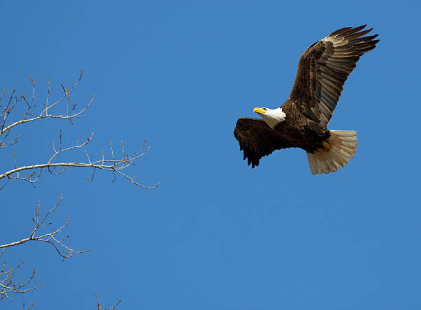 istock American Bald Eagle, Blue Sky, About to Land in Tree 182696942
