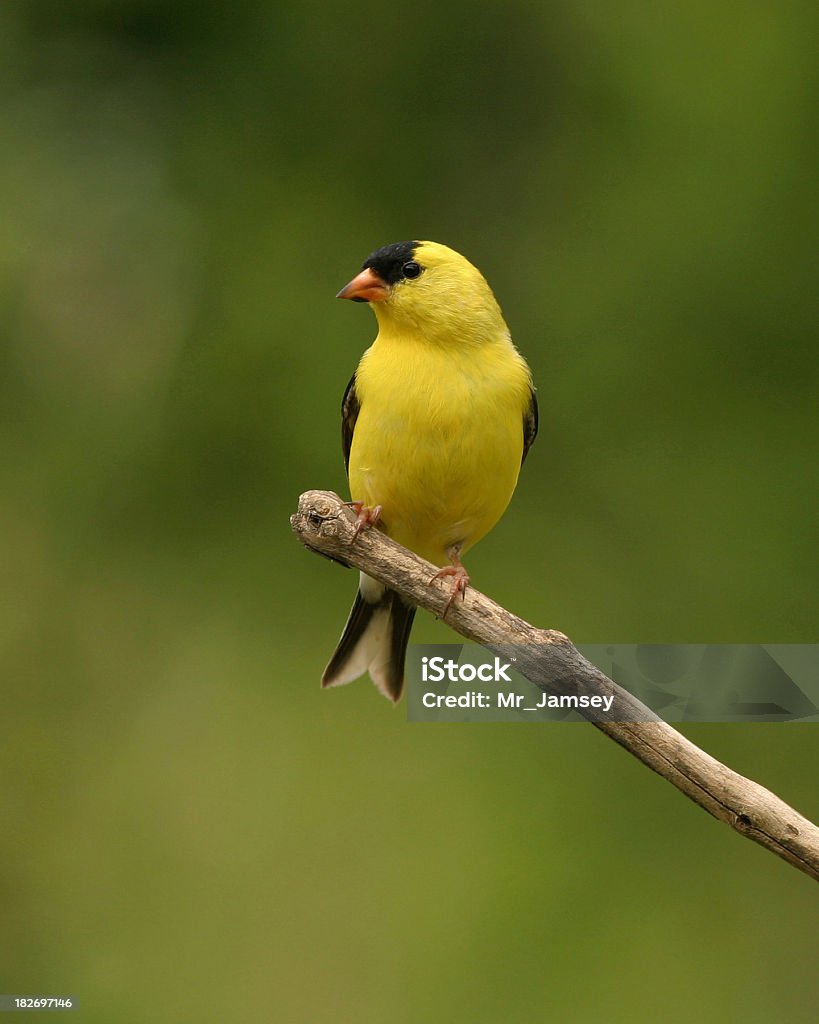 Chardonneret jaune - Photo de Chardonneret élégant libre de droits