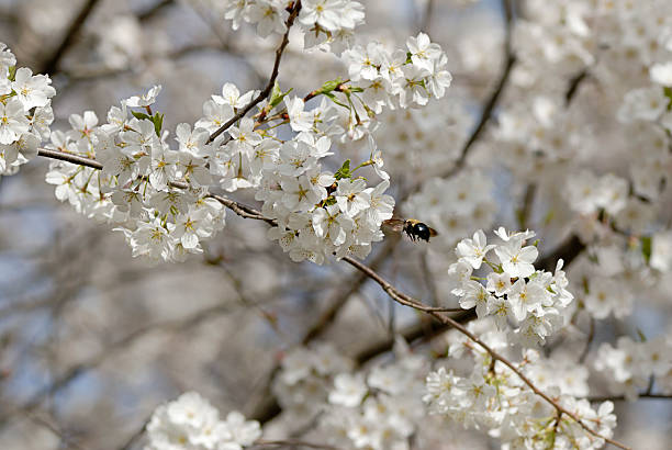 istock Pollination - Bumble Bee Flies To A Cherry Blossom 182697162