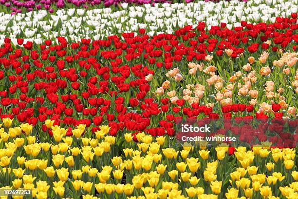 Giardino Dei Tulipani - Fotografie stock e altre immagini di Agricoltura - Agricoltura, Aiuola, Botanica